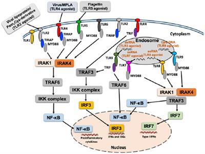 Frontiers | TLR Agonists As Vaccine Adjuvants In The Prevention Of ...